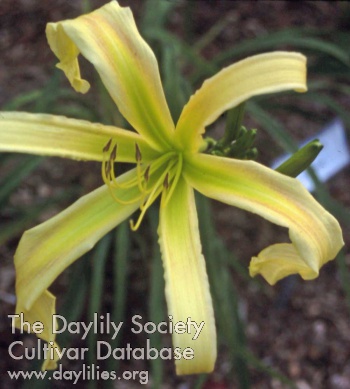 Daylily Skinny Minny